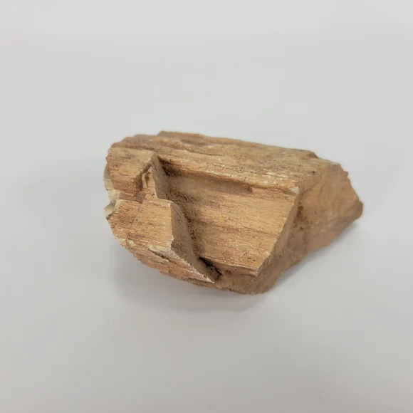 Petrified Wood Small 3 Inch Raw Natural Fossil Rock Specimen Arizona Mineral - Picture 5 of 12